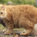 Inilah 5 Tips Sederhana Usir Tikus Dari Rumah Anda