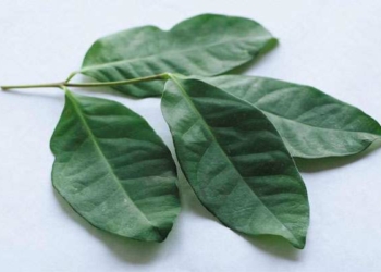 TIPS : Manfaat Daun Salam untuk Pengobatan dan Kecantikan