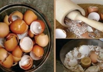 Jangan Dibuang, Kulit Telur Ternyata Kaya Kalsium