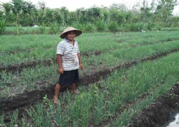 Harga Bawang Merah Turun, Petani Tunda Panen Sebulan