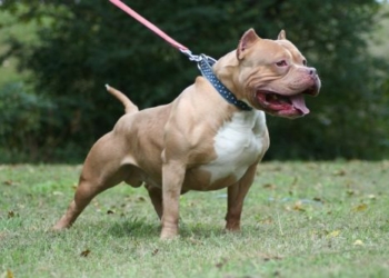 Inilah Fakta-fakta Anjing Pitbull yang Menewaskan Anak Malang