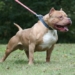 Inilah Fakta-fakta Anjing Pitbull yang Menewaskan Anak Malang