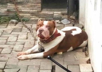 Seorang Anak Tewas Digigit Pitbull