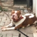 Seorang Anak Tewas Digigit Pitbull