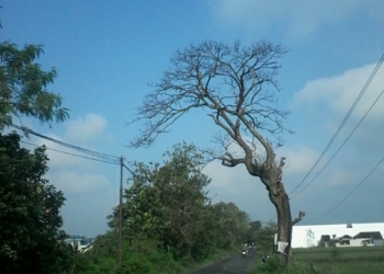 Supardi, Klaten : Pohon mati dan keropos di jalan Delanggu Polanharjo, desa Mendak, Klaten.