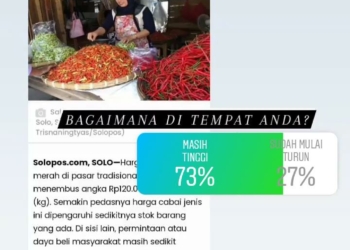 tingginya harga cabai