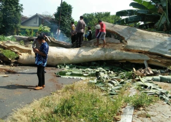 pohon tumbang
