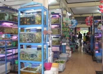 Pasar Ikan Depok Solo, Surganya Para Pecinta Ikan Hias