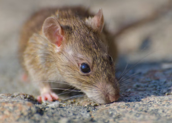 Hati-hati! Ini Penyakit Berbahaya yang Disebabkan Oleh Tikus