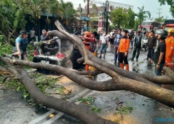 Kurangi Risiko Bencana, BPBD Sukoharjo Imbau Masyarakat Pangkas Pohon Rawan Tumbang