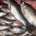 Ikan Wader